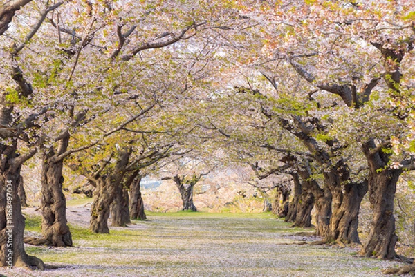 Obraz 北海道函館2025春-五稜郭公園-05