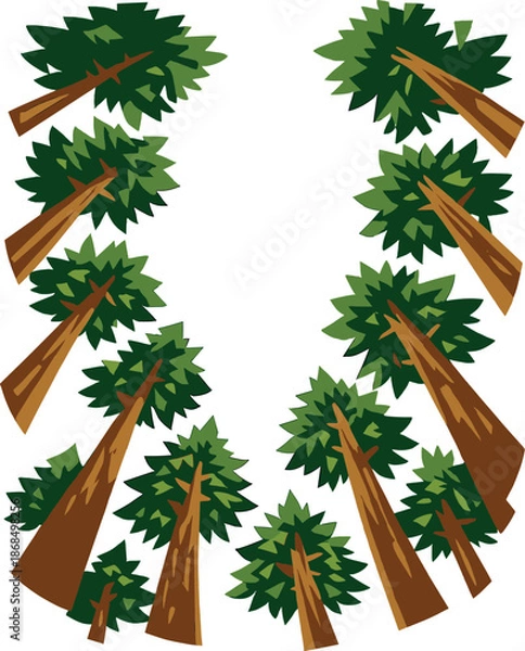 Fototapeta An abstract pine forest image viewed from a low angle