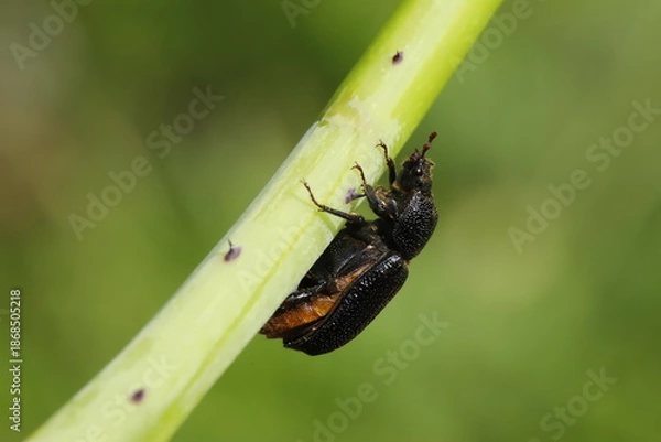 Obraz Sinodendron cylindricum 