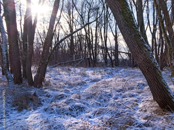 Obraz Küstenwald im Winter