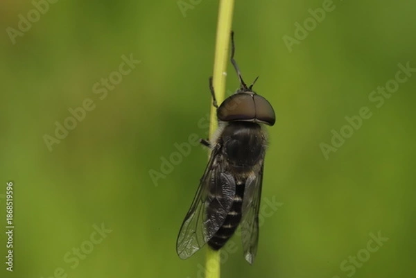 Obraz Tabanus maculicornis 