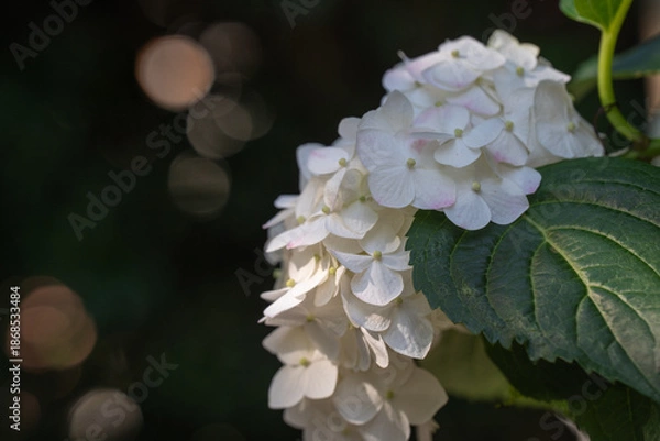 Obraz 梅雨時期に華やかに咲く紫陽花の花