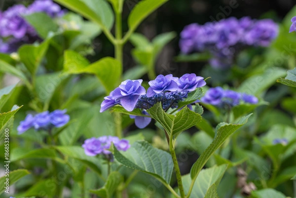 Obraz 梅雨時期の紫陽花