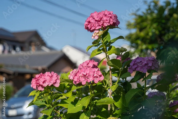 Obraz 住宅地の中で咲く紫陽花の花