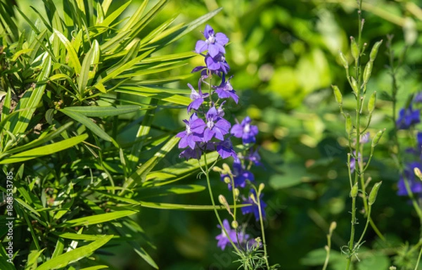 Obraz 夏の緑の中で咲く紫のチドリソウ