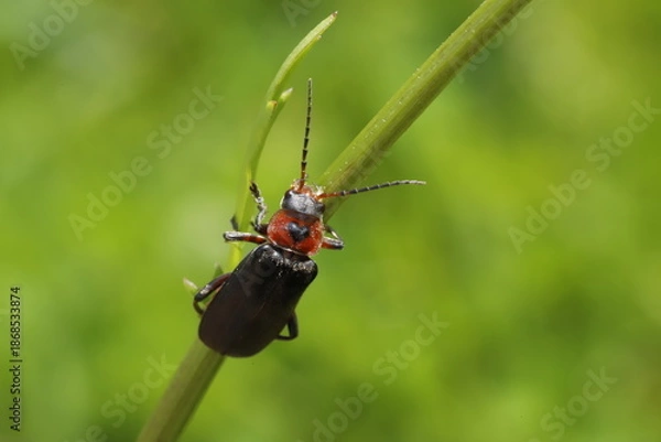 Obraz Cantharis rustica