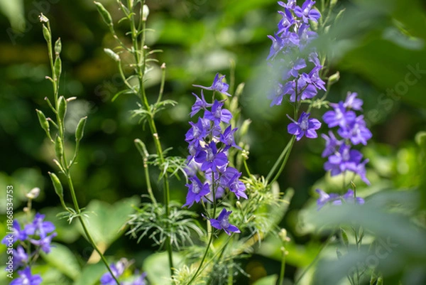 Obraz 初夏の緑に映える、紫のチドリソウ