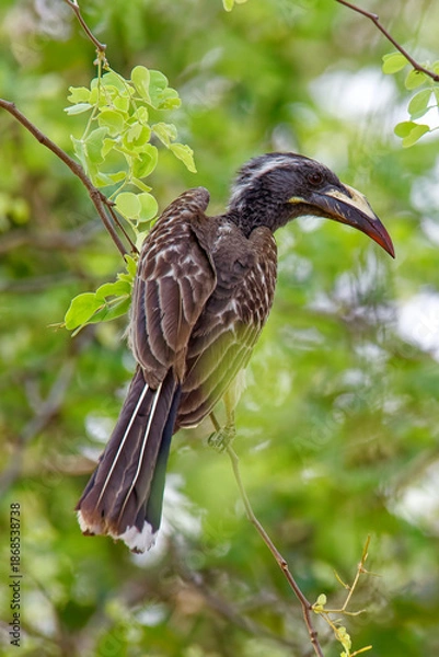Fototapeta  Grautoko
