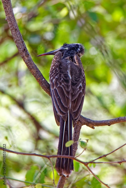 Fototapeta  Grautoko