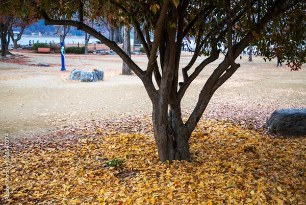 Obraz 낙엽, 두물머리