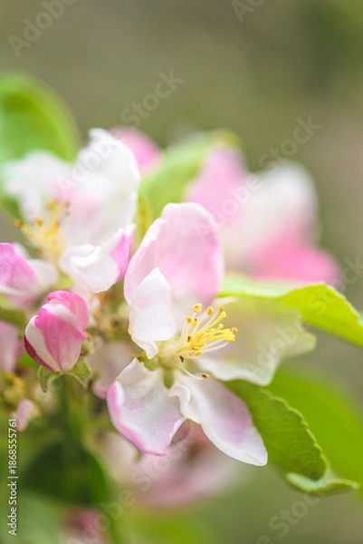 Obraz Apple blossom close up