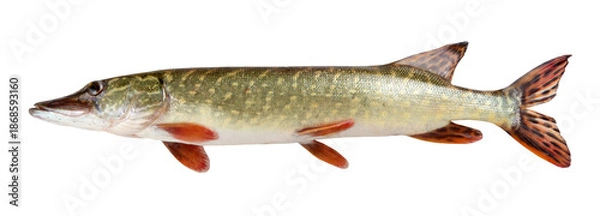 Fototapeta fish on white background