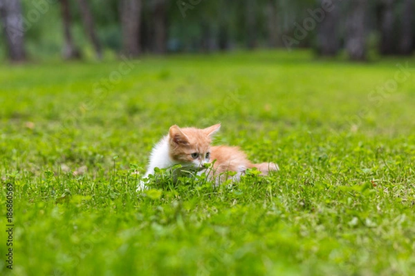 Fototapeta red little kitten runs around the glade