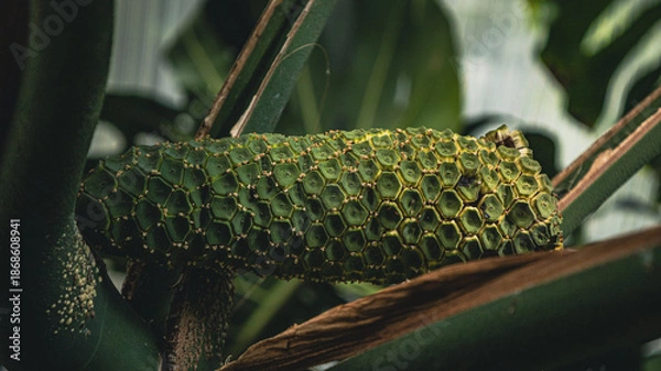 Obraz Owoc Monstery Deliciosy