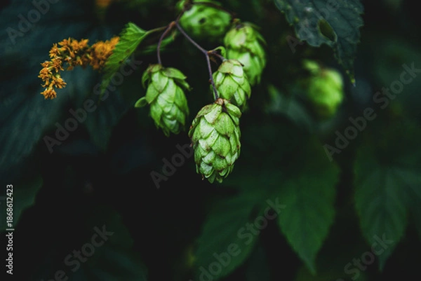 Obraz Kiść chmielu pospolitego
