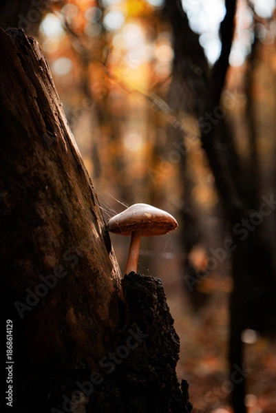 Obraz Grzyb rosnący na pniu