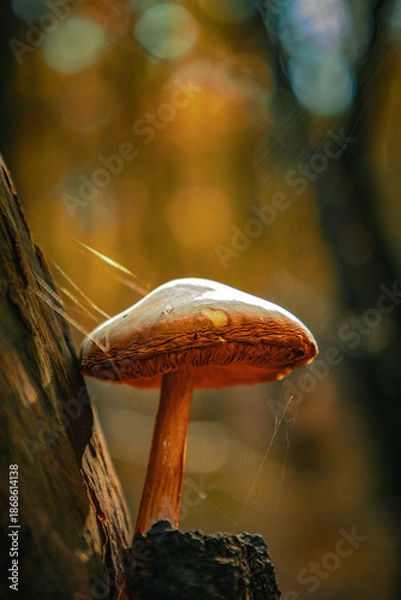 Obraz Grzyb rosnący na pniu