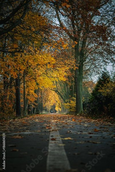 Obraz Alejka parkowa jesienią
