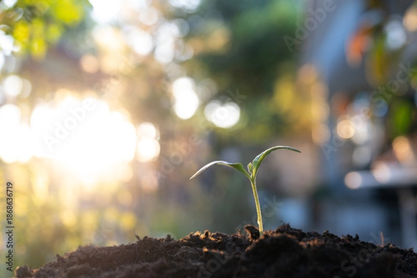 Obraz growing pumpkin sprout, under sunlight