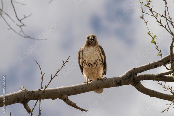 Obraz Red-tailed hawk perched in a tree