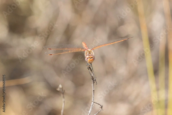 Obraz red dragonfly on a twig