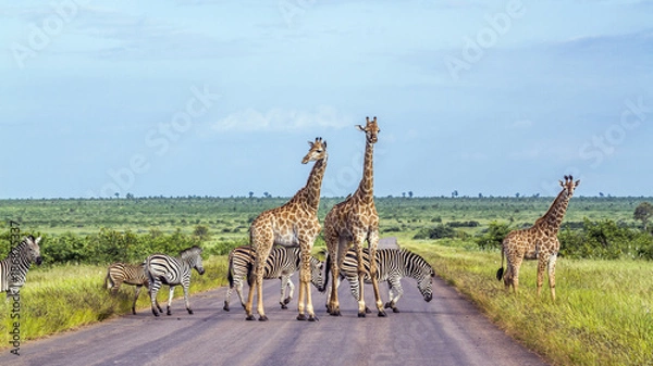 Fototapeta Żyrafa i równiny zebra w Kruger parku narodowym, Południowa Afryka