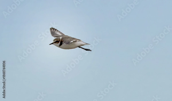 Obraz seagull in flight