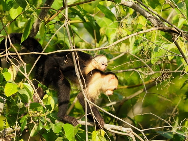 Obraz White faced capuchin monkeys 
