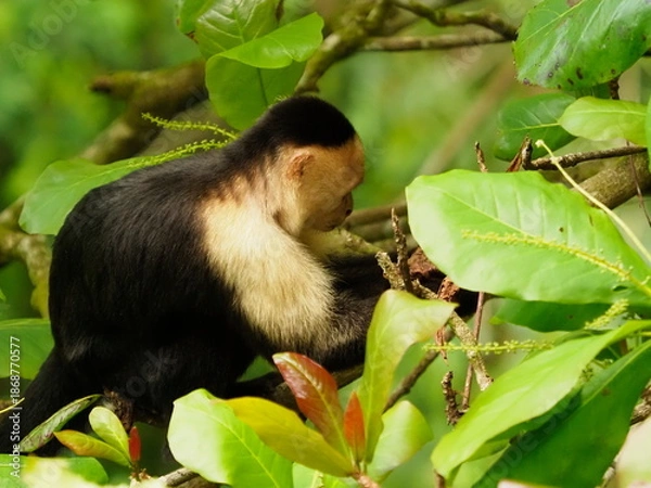 Obraz White faced capuchin monkeys 