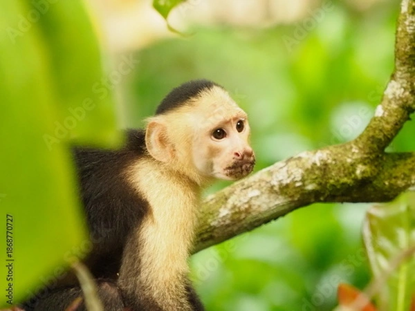 Obraz White faced capuchin monkeys 