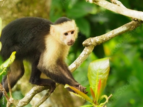 Obraz White faced capuchin monkeys 