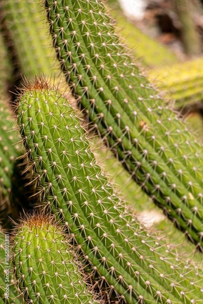 Fototapeta cactus close up