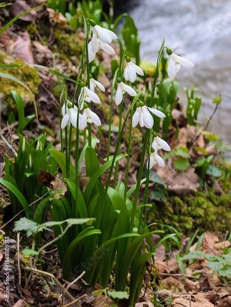 Obraz snowdrops in the snow