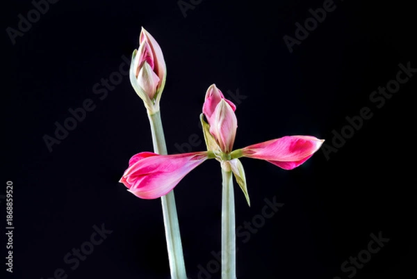 Obraz Blüte einer Amaryllis, Amaryllidaceae,