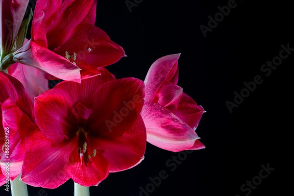 Obraz Blüte einer Amaryllis, Amaryllidaceae,