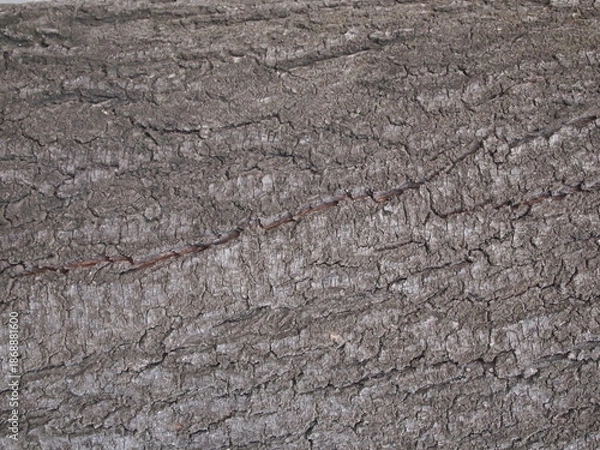 Obraz old wood texture