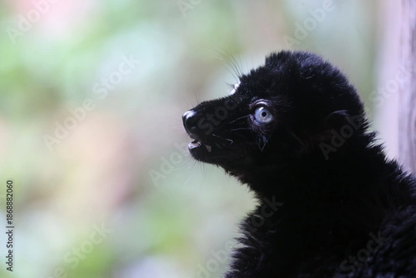Obraz Eulemur flavifrons close up portrait on blurred background