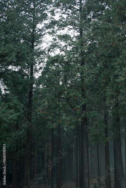 Obraz 霧が出る幻想的な森の中