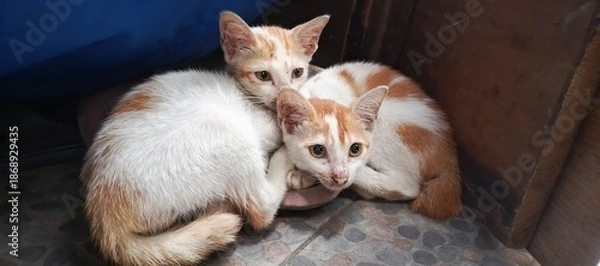 Fototapeta rabbit and cat