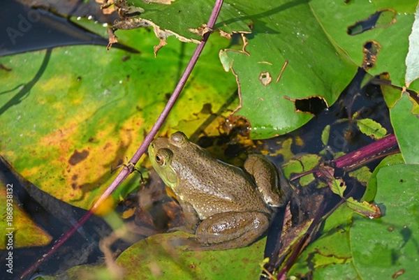 Obraz 蓮の上のウシガエル