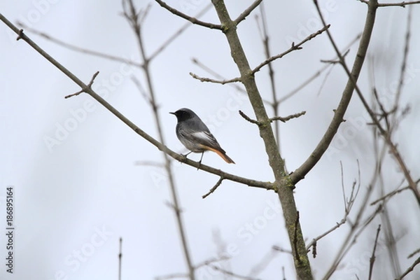 Obraz ouge queue noir male