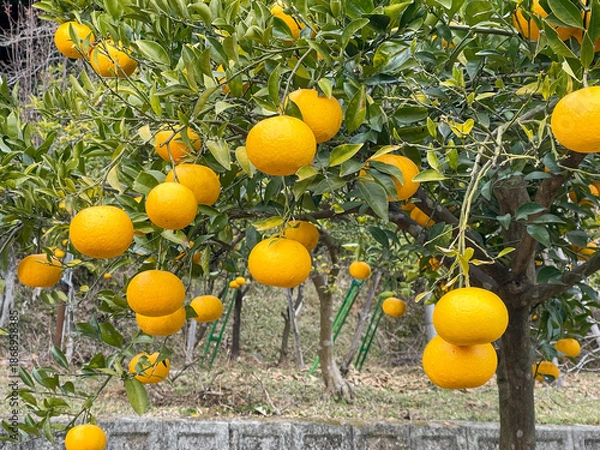 Obraz 山の麓で育つミカンの木になるたくさんの実