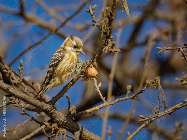 Obraz 木の実を見つめる愛らしいコゲラ