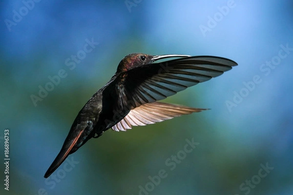Obraz Black Throated Mango Hummingbird - Jamaica