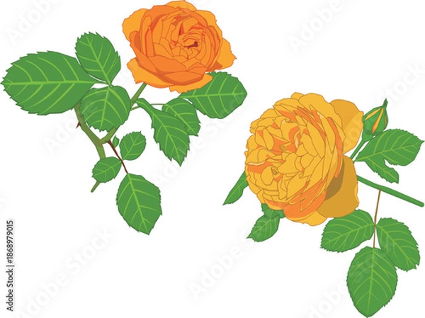 Obraz オレンジ色と黄色のバラ