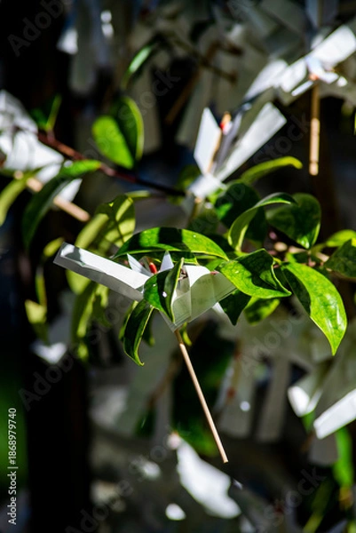Fototapeta 鎌倉2615　八雲神社1　みくじ