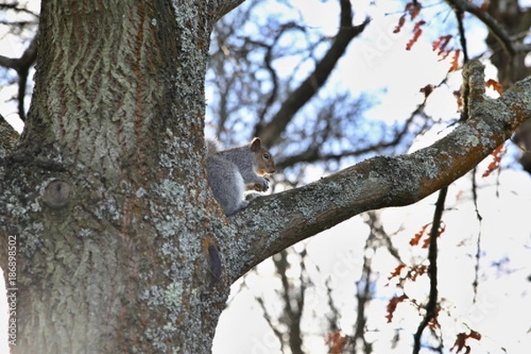 Fototapeta Squirrel in Bute Park