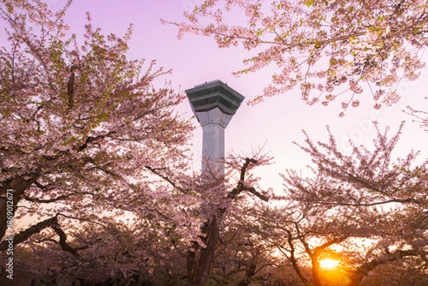 Obraz 北海道函館2025春-五稜郭タワーと桜-06
