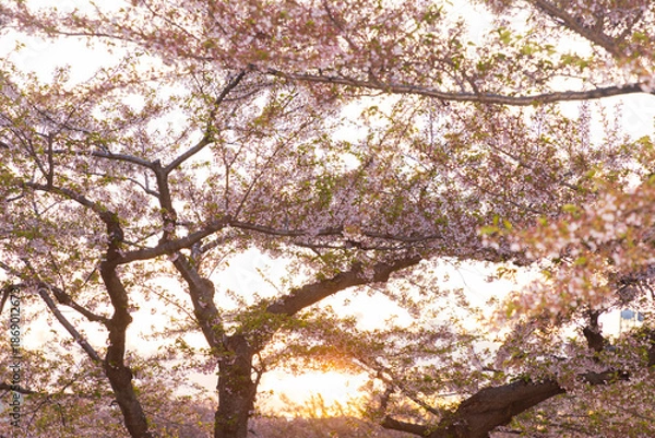 Obraz 北海道函館2025春-五稜郭公園-06