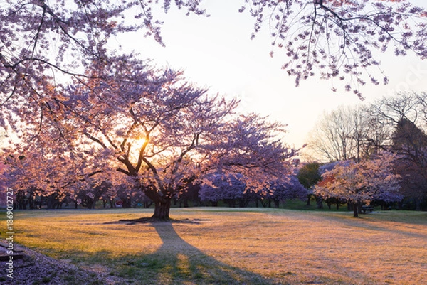 Obraz 北海道森オニウシ公園2025春-早朝の桜-